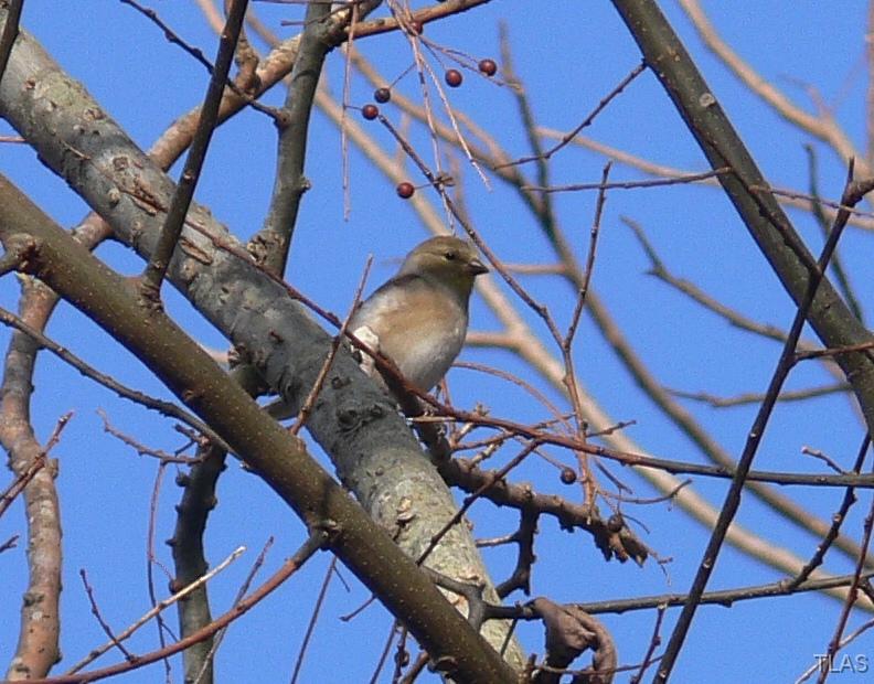 Female Goldfinch 011208 025